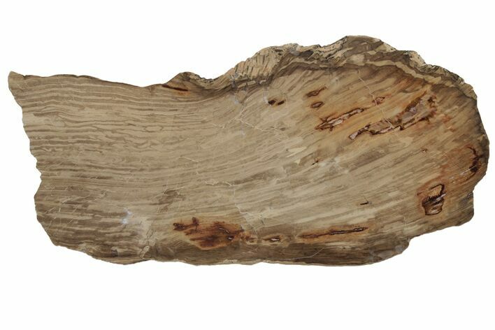 Polished Oligocene Petrified Wood (Pinus) - Australia #212457